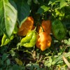 Pepper-Orange Habañero 200 Seeds
