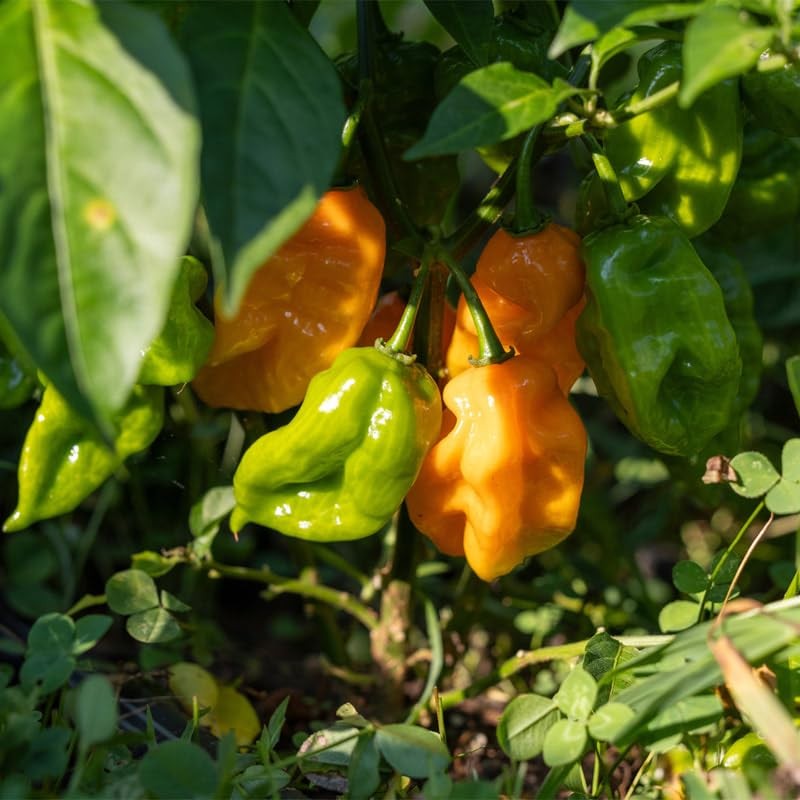Pepper-Orange Habañero 200 Seeds