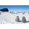 DV DESIGN Cute Penguin Ballpoint Pen Penguins North South Pole