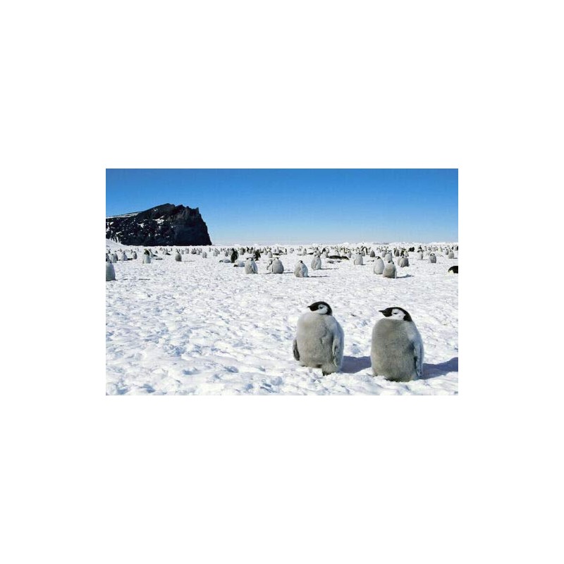 DV DESIGN Cute Penguin Ballpoint Pen Penguins North South Pole