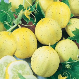 Lemon Cucumber Garden Seeds - 4 Oz - Non-GMO, Heirloom Vegetable Gardening Seeds - Yellow Cucumbers