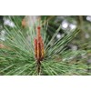 Osawa Japan Osawa Pine Needles Tea from Tokushima, 0.7 oz