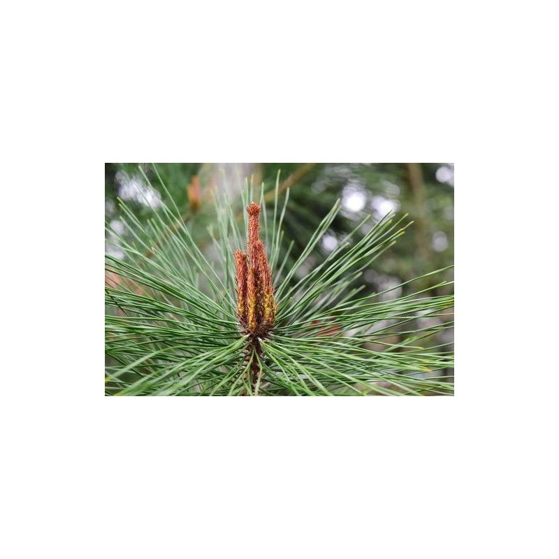 Osawa Japan Osawa Pine Needles Tea from Tokushima, 0.7 oz