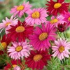 1000+ Pyrethrum Tanacetum coccineum - Flower Garden Seeds - Perennial