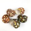 Heyiwell 5PC Spotted Turbo Shells,Hermit Crab Sea Shells 1.5"-2" Inch