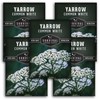 Survival Garden Seeds White Yarrow Seeds for Planting - 5
