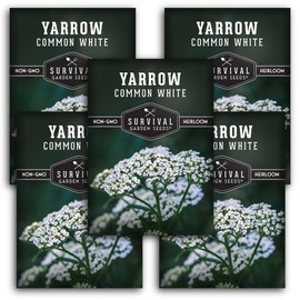 Survival Garden Seeds White Yarrow Seeds for Planting - 5 Packets with Instructions to Plant & Grow Beneficial Flowering Herbs in Your Home Vegetable Garden - Non-GMO Heirloom Variety