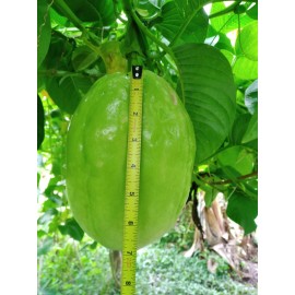 las marias 10 Seeds Giant Passionfruit, Giant Granadilla, Rare, Exotic, Delicious Fruit.