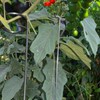 30 Inch Or 16 InchPlant Stakes for Flowers - 5