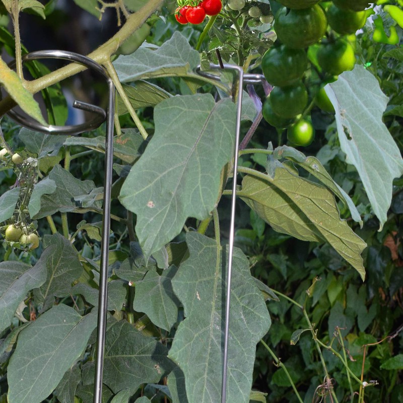 30 Inch Or 16 InchPlant Stakes for Flowers - 5