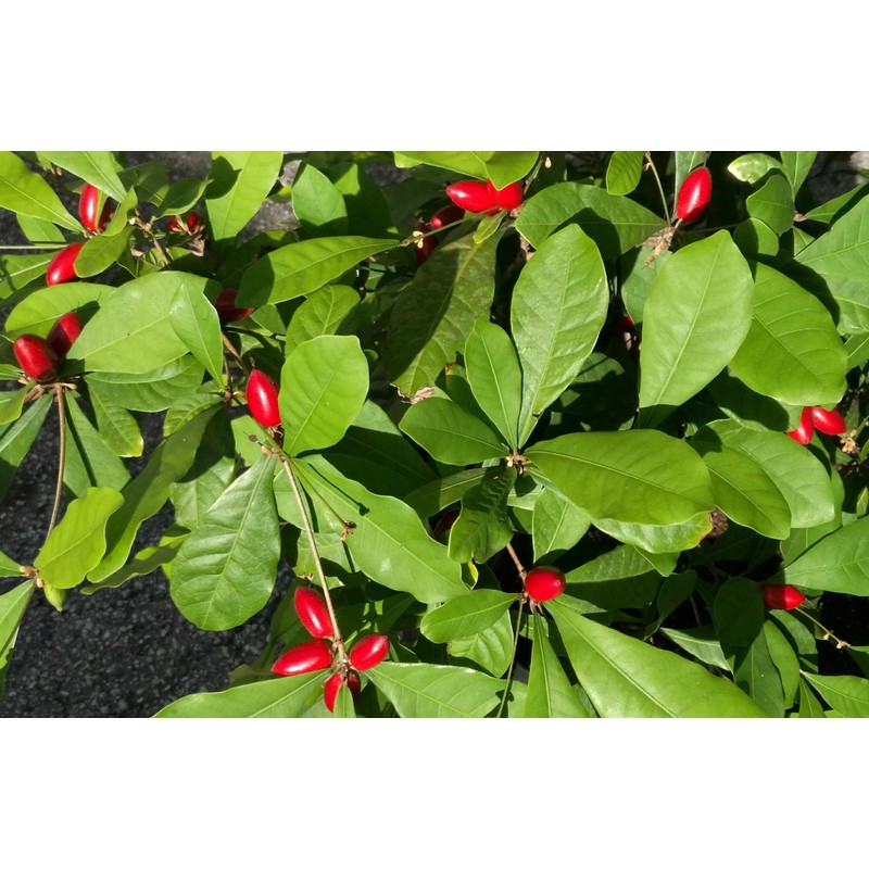Miracle Fruit (Synsepalum dulcificum) – Live Seedlings & Fresh Seeds