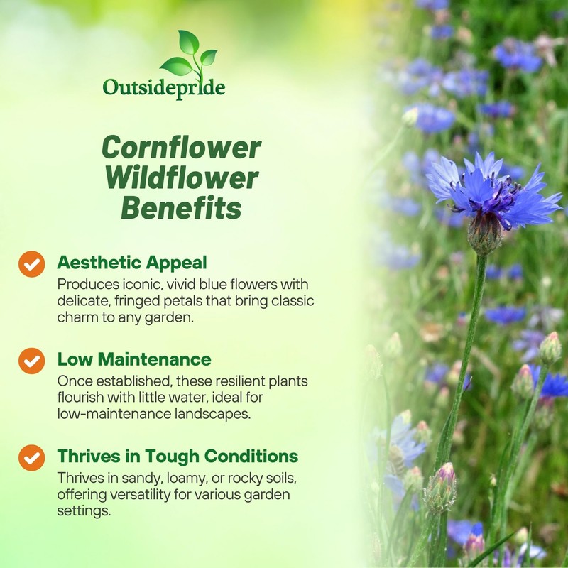 Outsidepride Blue Cornflower Seeds for Planting - 5 lb. Annual