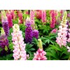 Lupine Flower Mix Quaker Bonnets Bluebonnet Wildflower 50 Seeds for