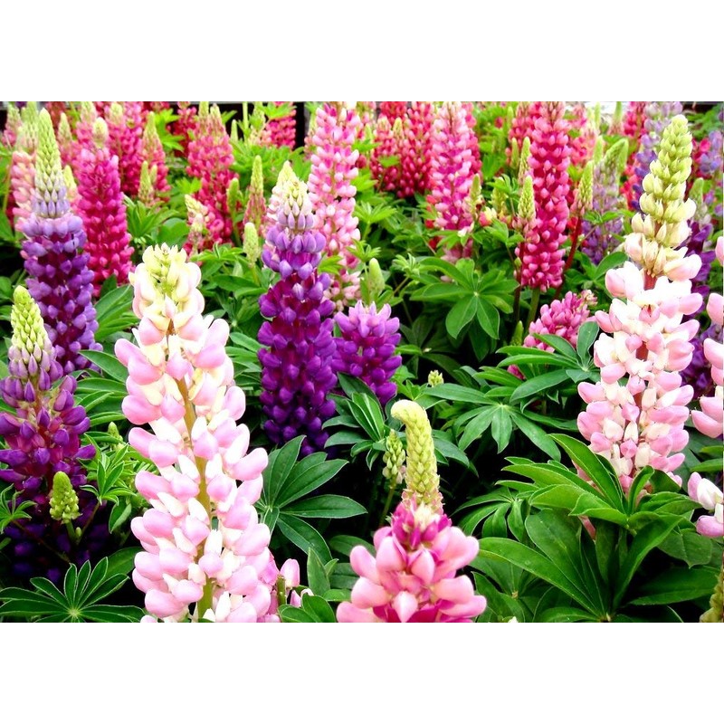 Lupine Flower Mix Quaker Bonnets Bluebonnet Wildflower 50 Seeds for
