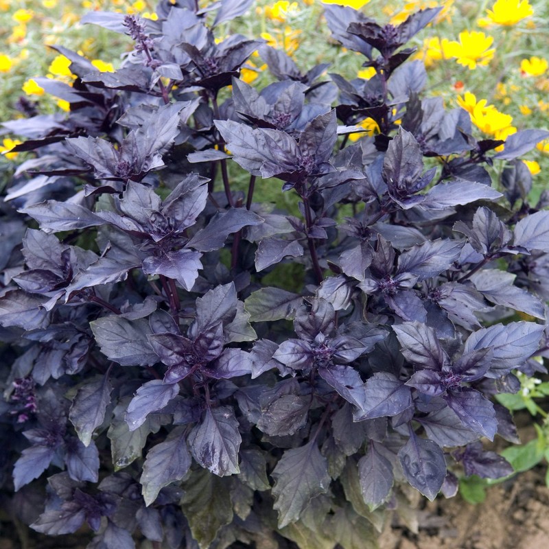 Outsidepride Dark Opal Basil Seeds – 1000 Pieces Annual Purple