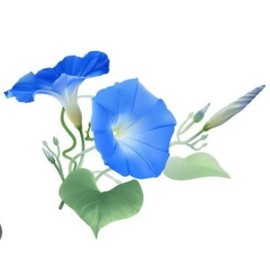 Flowers 20 MORNING GLORY HEAVENLY BLUE seeds Fragrant Trumpet Flowers Vines on Lattice