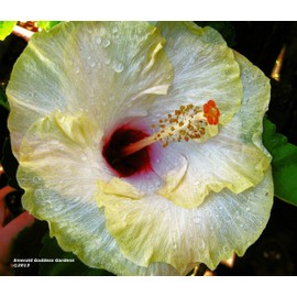 Stolen Kiss Tropical Exotic Hibiscus Live Plant Huge Fancy Single Flower Cream Pink Yellow Starter Size 4 Inch Pot