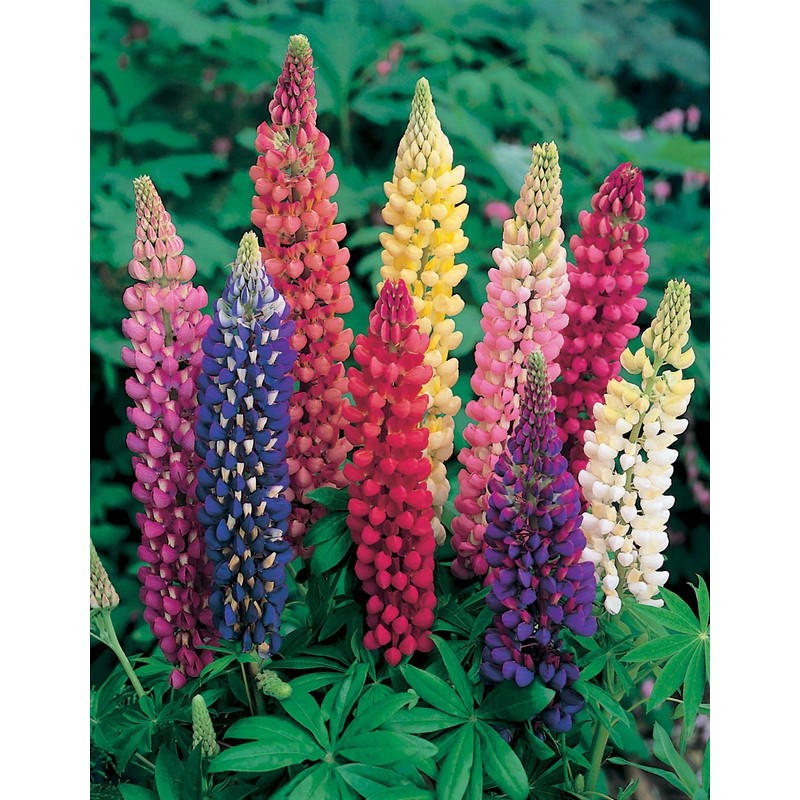 Mr Fothergill's 11554 Flower Seeds, Lupin Russell Mixed