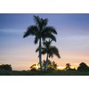 Royal Palm | Seed Grow Kit | The Jonsteen Company