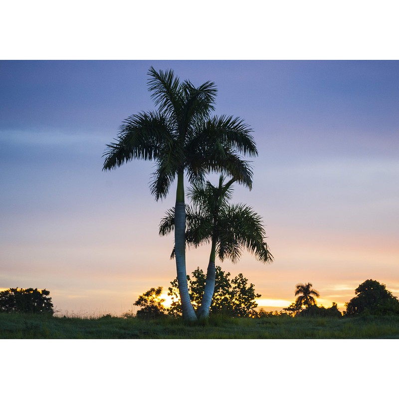 Royal Palm | Seed Grow Kit | The Jonsteen Company