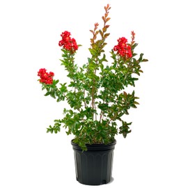 American Plant Exchange Miss Frances Crape Myrtle Tree Live, 7-Gallon Pot, 2-3ft Tall, Vibrant Red Flowers, Drought-Tolerant, Large Outdoor Landscape Accent, Year-Round Beauty