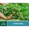 Fresh Purslane • Portulaca Oleracea Sativa • Medicinal Herb •