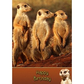 Meerkat Birthday Card