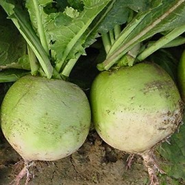 Radish Seeds - Chinese - Mantanghong Improved - Hybrid - 1 Oz ~3800 Seeds - Non-GMO, F1 Hybrid - Asian Garden Vegetable