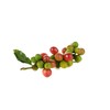 Miscela D'Oro Natura - Organic Fairtrade Espresso Beans, 2.2 lbs