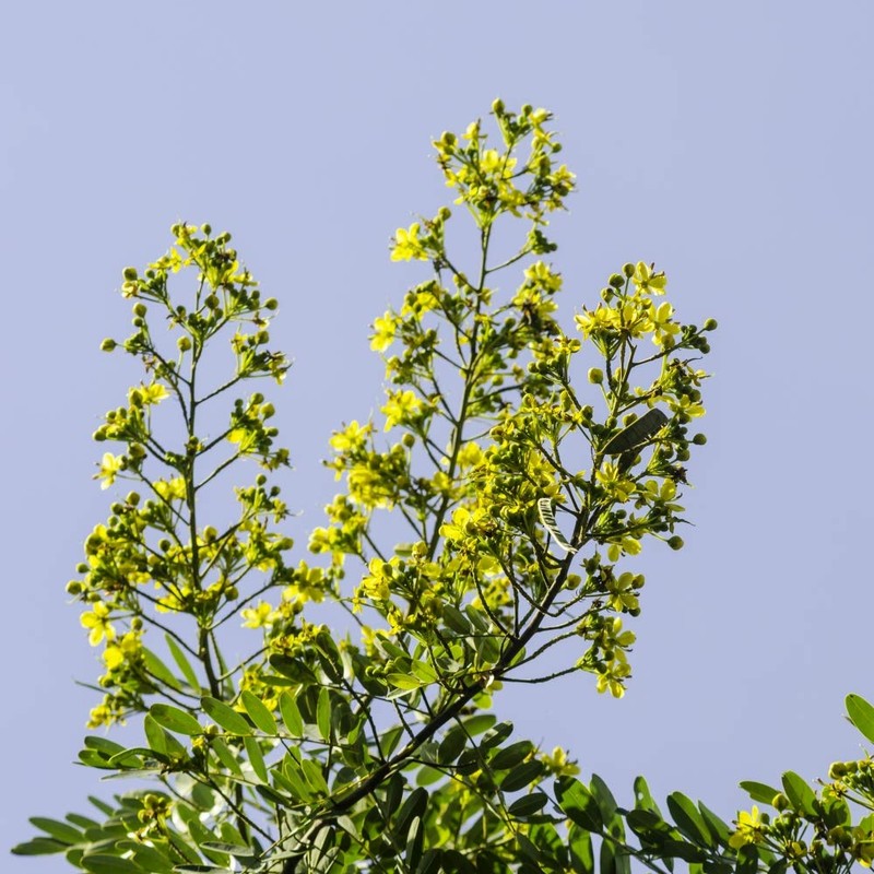 Health Embassy Senna Leaves Tea (Senna alexandrina), 50 g