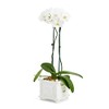 Two's Company Faux Bamboo Cachepot, 7.75-Inch, White, Ceramic