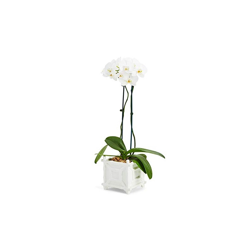 Two's Company Faux Bamboo Cachepot, 7.75-Inch, White, Ceramic