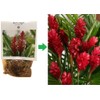 Patriotic Red White Blue Ginger Plants - 3 Pack Live