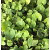 Pennywort 12 Pennywort Gotu Kola Bare Root Live Plant Ready