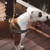 EXCELLENT ELITE SPANKER Harness, Nylon Harness, Dog, Small, Easy to