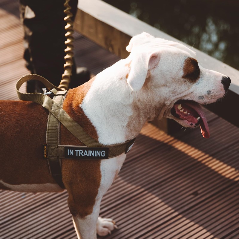 EXCELLENT ELITE SPANKER Harness, Nylon Harness, Dog, Small, Easy to