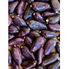 New and Healthy Red Theobroma Cacao Cocoa Chocolate Tropical Fruit