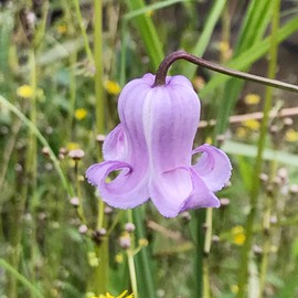Clematis Crispa Seeds Curly Clematis Delicate and Bell-Shaped Flowers Fragrant Climbing Vine Attract Pollinators Add a Touch of Elegance, Charm to Various Garden Settings 5Pcs Seeds by YEGAOL Garden