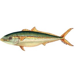 Fish Stix California Yellowtail Decal