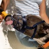 Dog Muzzle, Breathable Basket Muzzles for Small, Medium, Large and