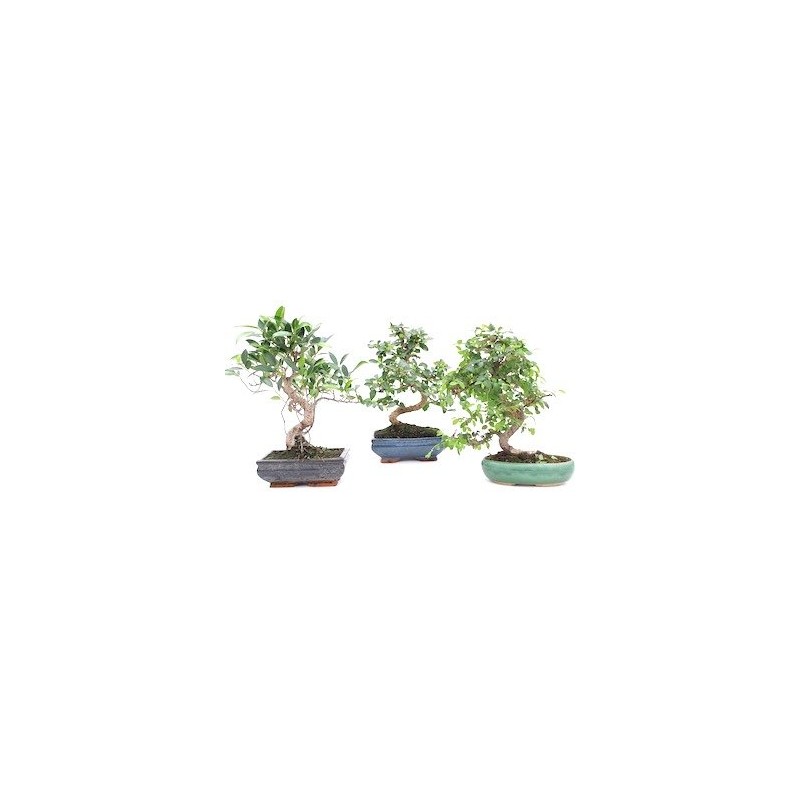 Edward Tools Fairy Garden Tool Set - Stainless Steel rake,