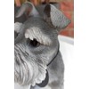 Vivid Arts (Miniature Schnauzer Sitting