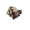 Black Murex Shell - Large Hermit Crab Shell, Natural Sea