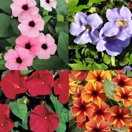 300+ Perennial Thunbergia Flower Seed for Planting-Non-GMO Heirloom Eyed Susan Vine Flower Seed Garden Home