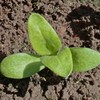 Seed Needs Calendula Seeds Pacific Beauty Mix | 5,000+ Seeds