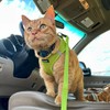 Voyager Step-in Air All Weather Mesh Harness and Reflective Dog