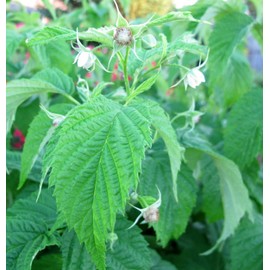 5 Prelude Raspberry Plants-The Earliest of Summer(5 Lrg 2 Yrs Old Canes)Zone 4-8