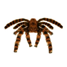 Tarantula Furry 65cm Bendable Accessory for Fancy Dress