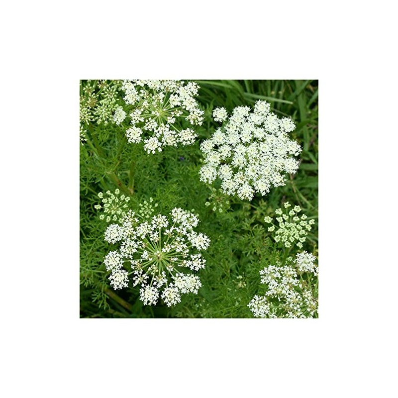 Everwilde Farms - 1 Lb Caraway Herb Seeds - Gold