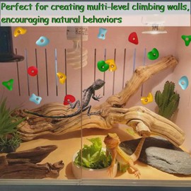 Okueejur 32PCS Rock Climbing Holds for Bearded Dragons Climbing Rock Wall Grips for Bearded Dragons Tank Accessories Reptiles Toy Rock Wall Holds (Colorful)